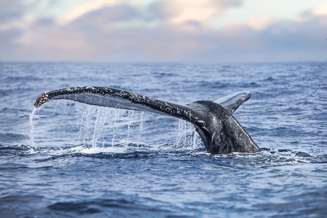 Kaimana Ocean Safari - Unique Marine Encounters