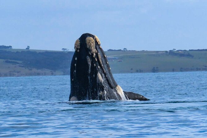 Kangaroo Island 75-Minute Coastal Safari - Wildlife Encounters