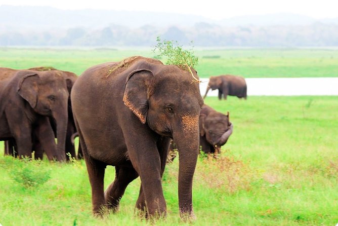 Kaudulla National Park Shared Safari - Wildlife Encounters