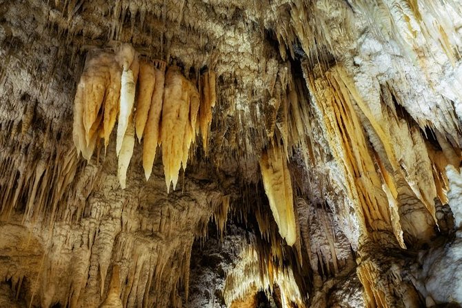 Kawiti Glow Worm Cave Tour & Opua Forest Walk - Itinerary Highlights