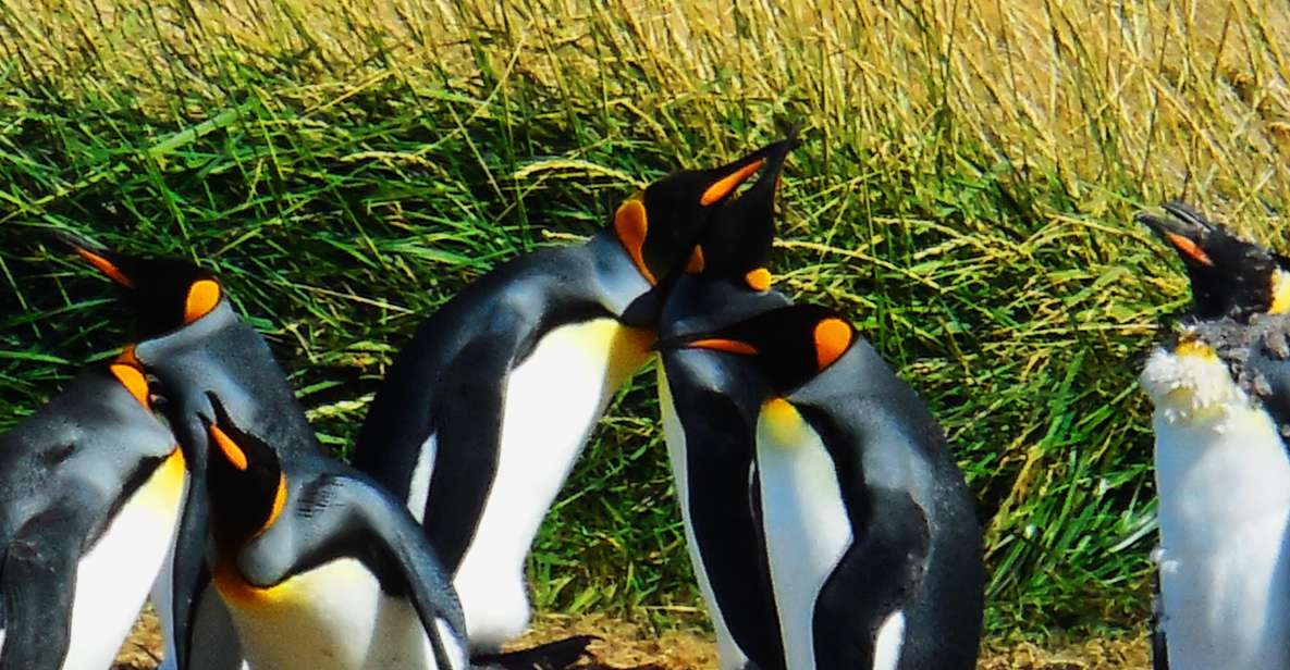 King Penguin & Tierra Del Fuego Tour - Itinerary Highlights