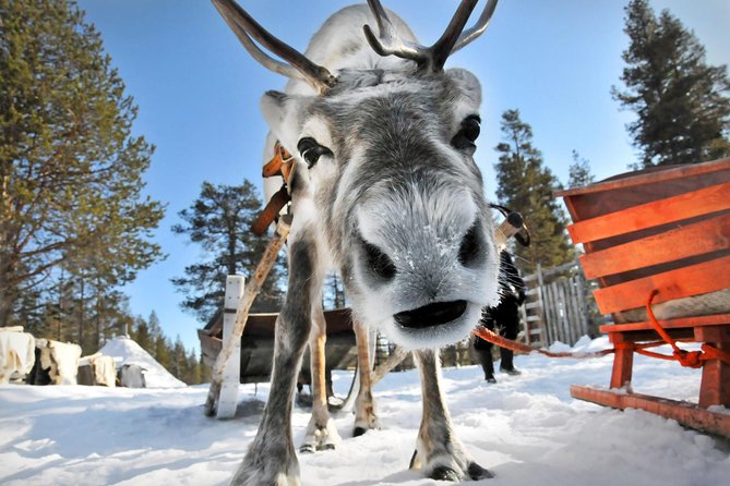 Lapland Reindeer Safari From Rovaniemi - What to Expect