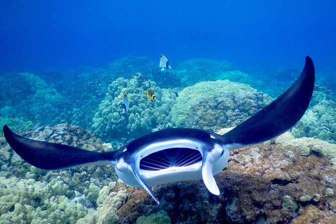 Late Night Manta Snorkel - Booking Information and Policies