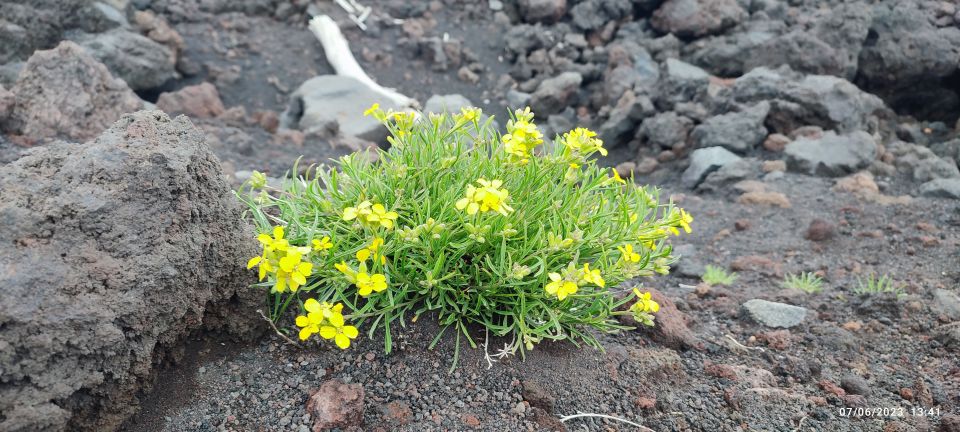 Linguaglossa: North Etna Guided Forest Walking Tour - Pricing Details