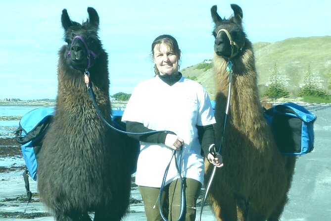 Llama Trek (Half-day) - Kaikoura Bay, Beaches & Seal Colony - Scenic Highlights of Kaikoura