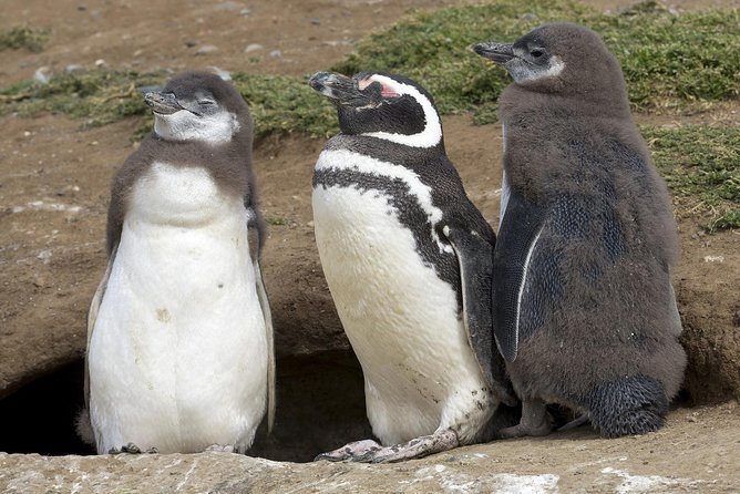 Magdalena Island Penguin Tour by Boat From Punta Arenas - Wildlife and Natural Reserve