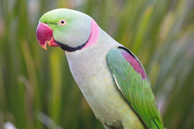 Maleny Botanic Gardens Bird Aviary Experience Ticket - Ticket Pricing and Inclusions