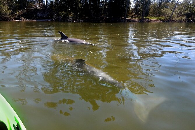 Manatee and Dolphin Kayaking Encounter - Tour Duration and Inclusions