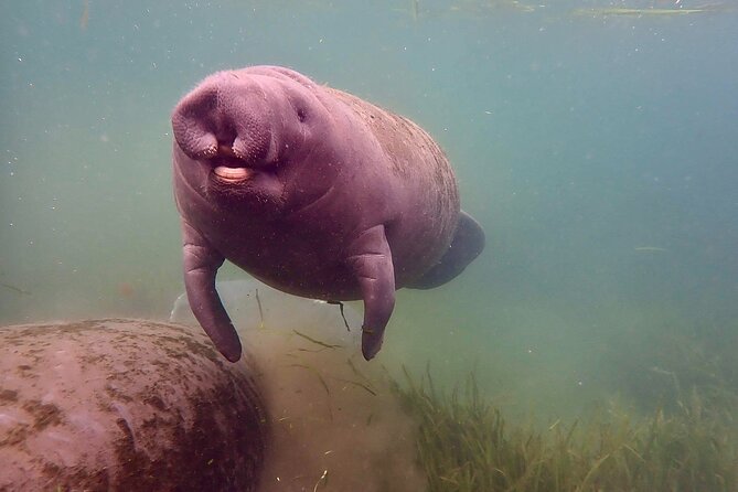 Manatee Snorkel Tour From American Pro Diving Center - What to Expect on the Tour