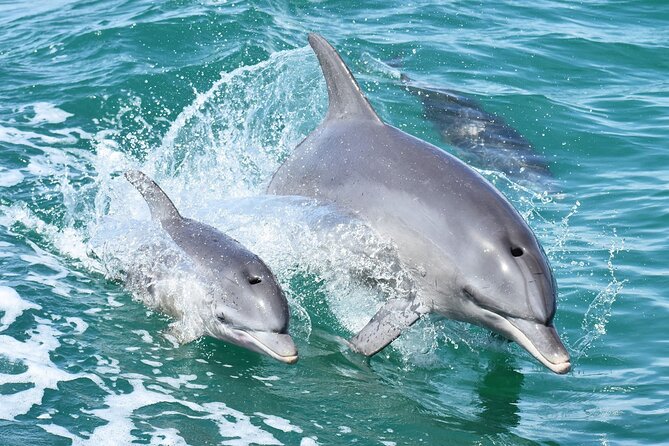 Mandurah Dolphin Cruise and Views - Wildlife Encounters on Board