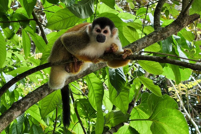 Mangrove Forest Kayak Exploration - Group Size and Duration