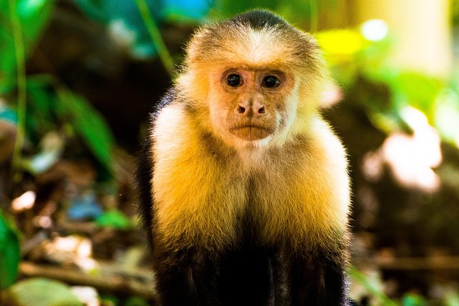 Manuel Antonio National Park Adventure - Tour Features and Inclusions