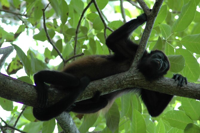 Manuel Antonio National Park Hiking Tour From Jacó - Meeting Points and Pickup Details