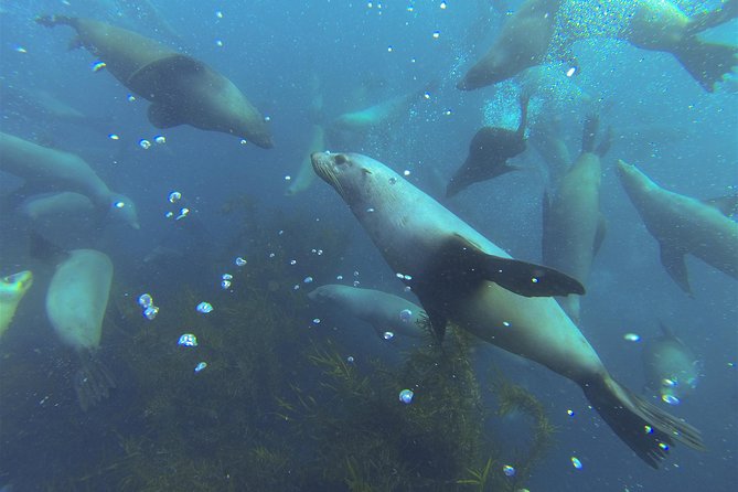 Maria Island Cruise and Guided Walk Day Tour With Lunch and Drinks - Itinerary Highlights