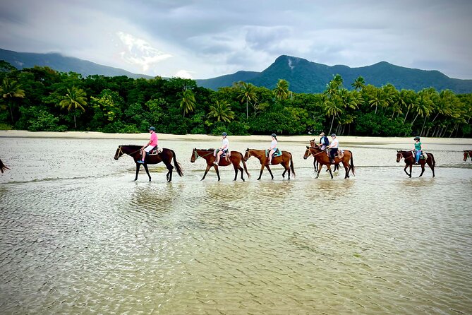 Mid-Morning Beach Horse Ride in Cape Tribulation - What to Expect During the Ride