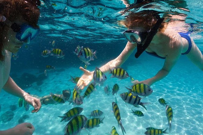 Mimosa Snorkeling Tour From Punta Cana - Meeting and Pickup Details