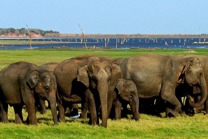 Minneriya National Park | Private Safari - Safari Experience Highlights