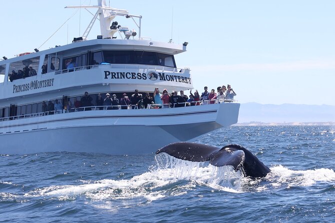 Monterey Whale Watching Tour - Wildlife Encounters