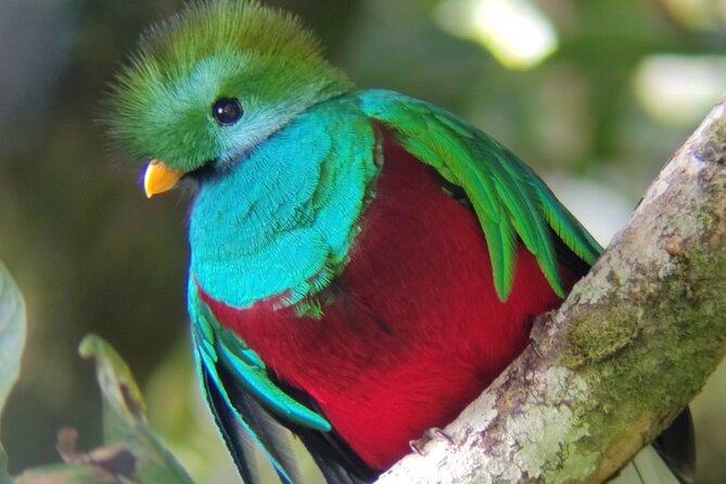 Monteverde Cloud Forest Biological Reserve Birdwatching Tour - Booking Information