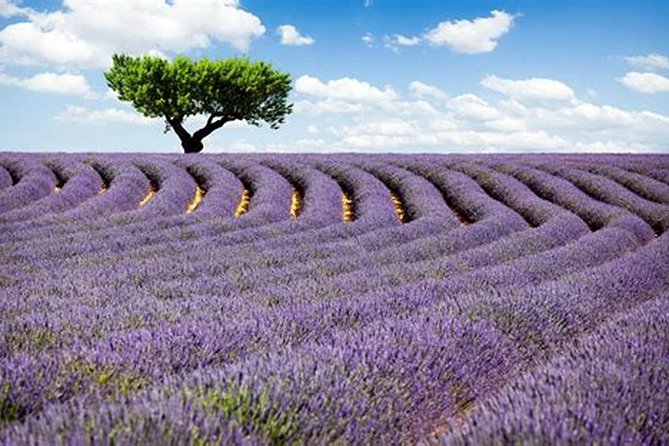 Nice: Gorges of Verdon and Fields of Lavender Tour - Itinerary Highlights