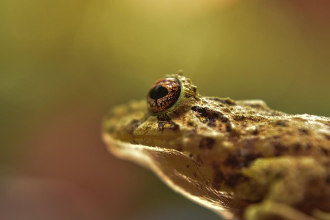 Night Guided Tour - Wildlife Spotting Highlights