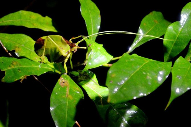 Night Tour in Monteverde - What to Expect on the Tour