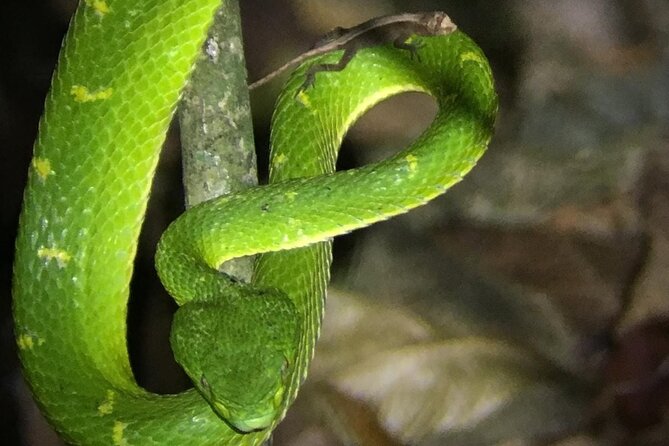 Night Walk Tour Monteverde - Pricing and Group Size
