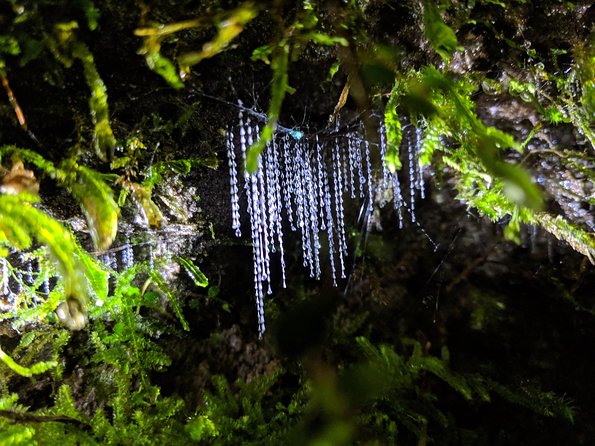 Nocturnal Adventure Glow-Worm Tour - Highlights of the Experience