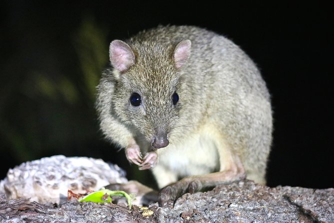 Nocturnal Wildlife Tour From Busselton or Dunsborough - Tour Inclusions