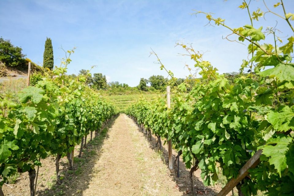 Noto: Noto Valley Winery Tour With Wine Tasting - Experience Highlights