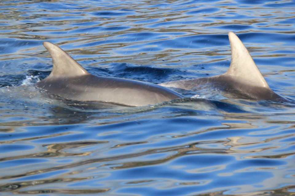 Olbia : Dolphins Watching & Snorkeling - Snorkeling Experience Details