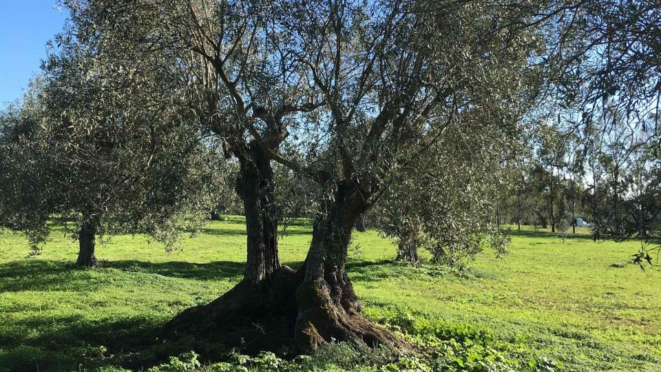 Oristano: Olive Tree Grove Guided Visit With Tasting - Experience Highlights