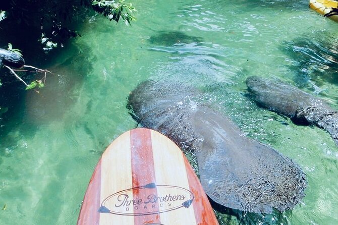 Orlando Manatee and Natural Spring Adventure Tour at Blue Springs - Wildlife Encounters