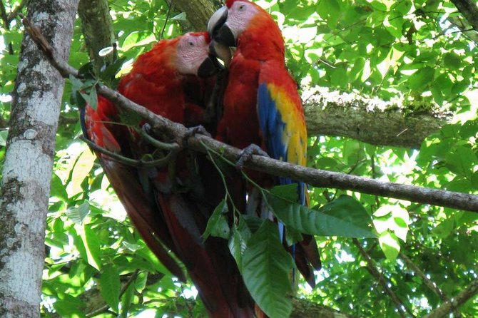 Palo Verde National Park Boat Tour - Wildlife Spotting Opportunities