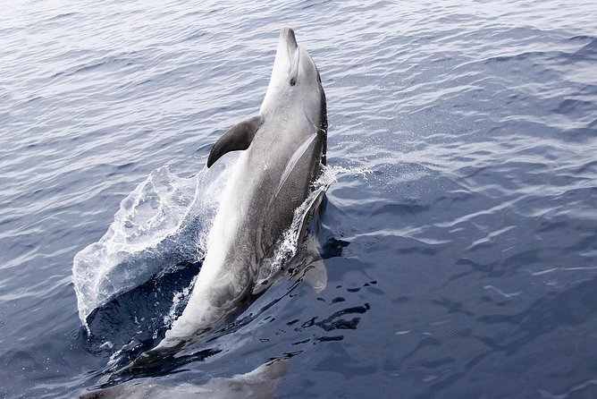 Panama City Beach Dolphin Sightseeing Sail - Accessibility Features