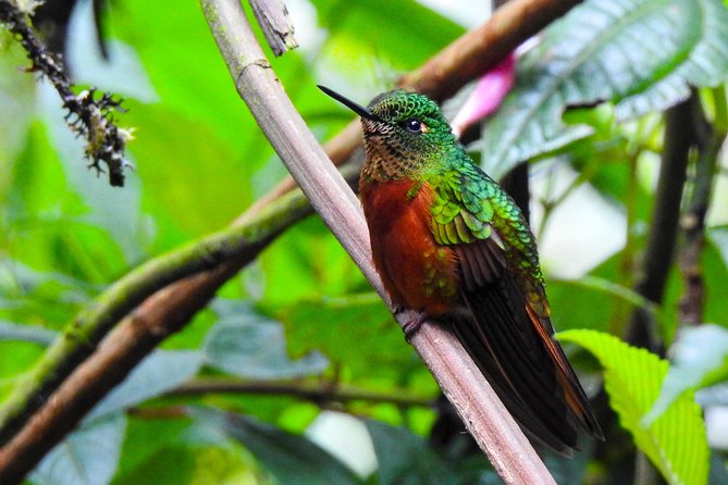 Papallacta Hot Spring, Guango Birdwatching Reserve Private Tour - Booking Information