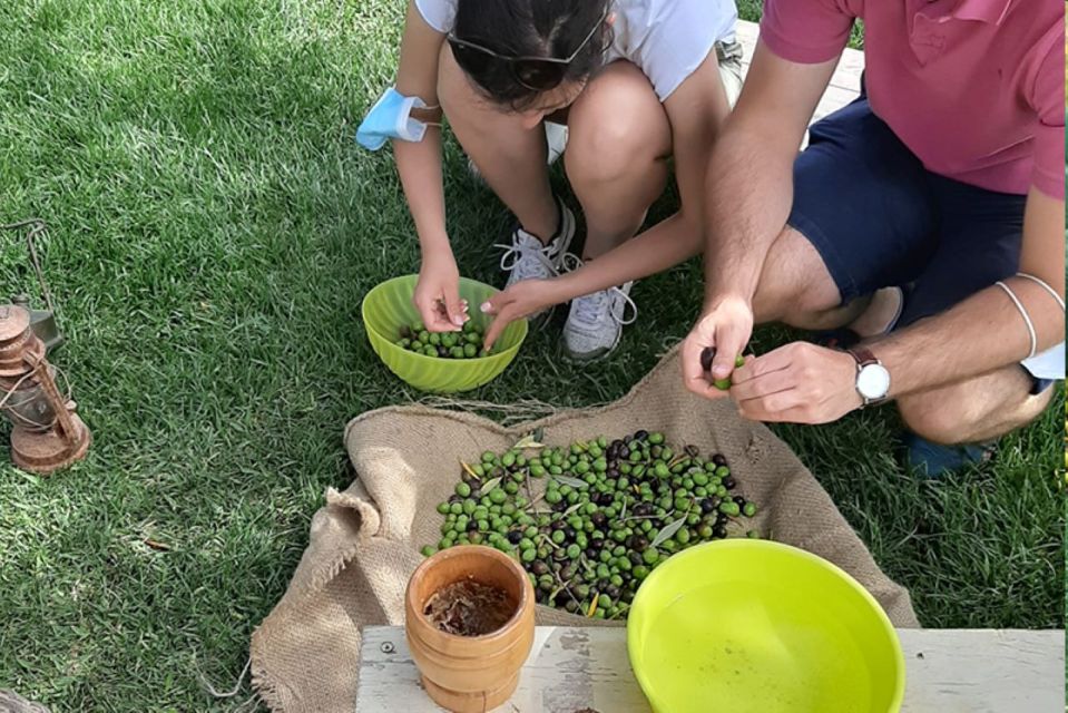 Partinico: Olive Harvest With Wine Tasting and Brunch - Highlights of the Activity