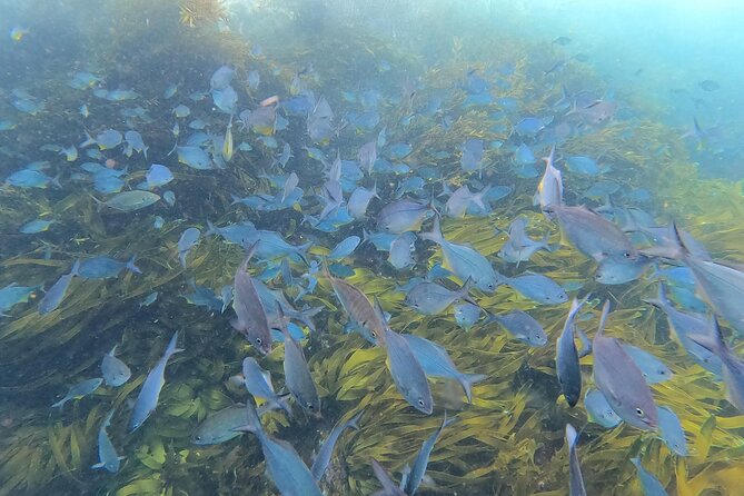 Private Charter 5 Hour Snorkel and Paddleboard the Poor Knights - 1 to 12 People - Meeting and Pickup Details