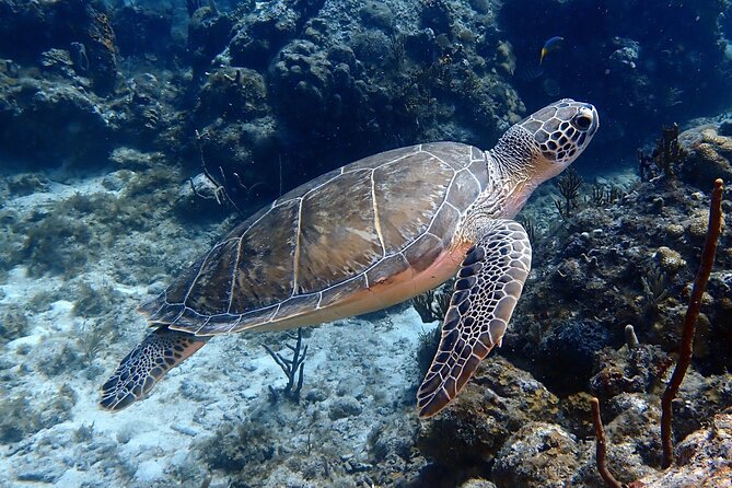 Private Half-Day Guided Snorkeling Charter in St. Thomas - Participant Eligibility Criteria