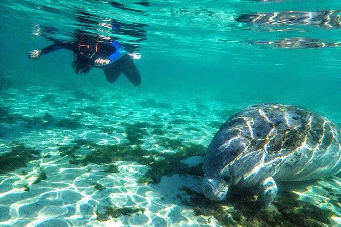 Private Manatee Tour for up to 10 - What to Expect