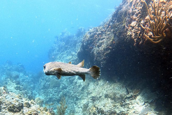 Private Morning Half-Day Snorkeling Trip - Meeting and Departure