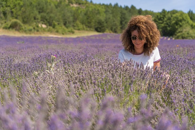 Provence Lavender Fields Tour in Valensole From Marseille - Detailed Itinerary