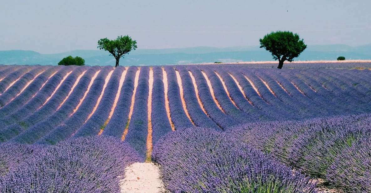 Provence, Vineyards & Lavender Fields Private Day Trip - Itinerary Highlights