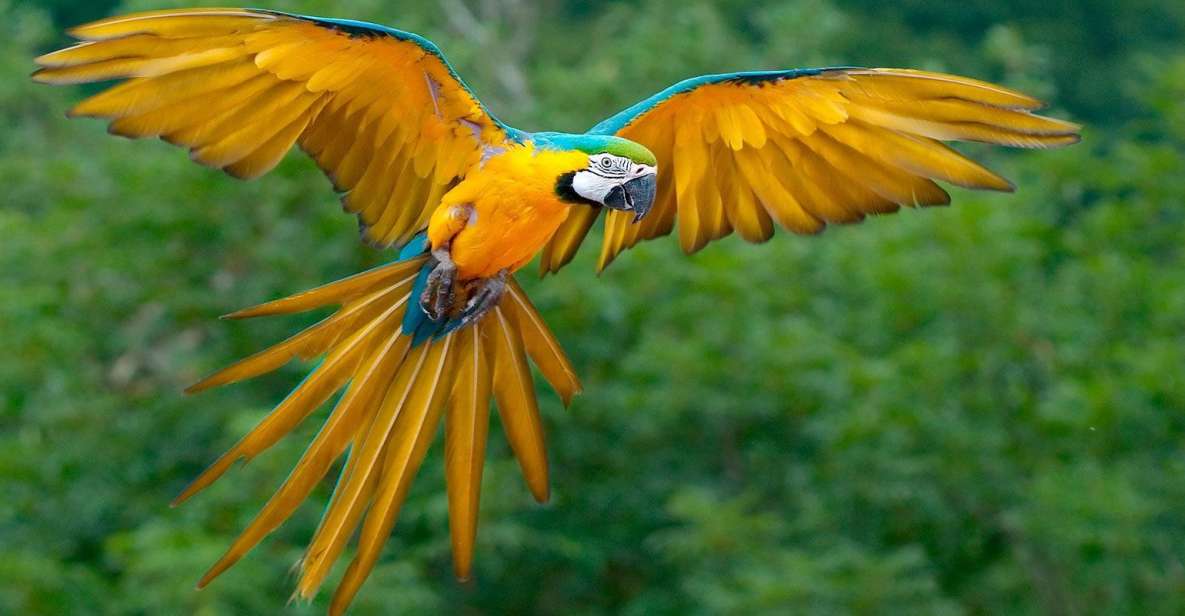 Puerto Maldonado: Parrot and Macaw Clay Lick Excursion. - Itinerary Details