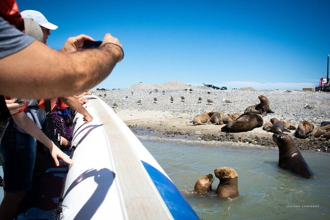 Punta Tombo Penguin Colony From Puerto Madryn With Optional Toninas Watching - Tour Conditions and Accessibility