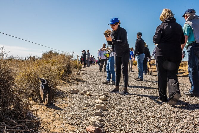 Punta Tombo Shore Excursion W/Box Lunch(Shared Tour for Cruises) - Meeting and Pickup Details