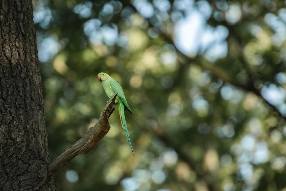 Richmond Park, London: Sunset Wildlife Photography Workshop - Booking Details