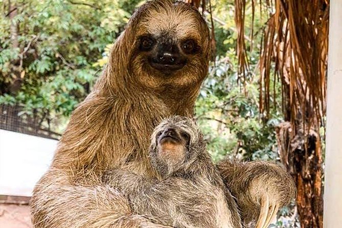 Roatan Monkey and Sloth Tour With Chocolate and Rum Factory - Pickup and Drop-off Details