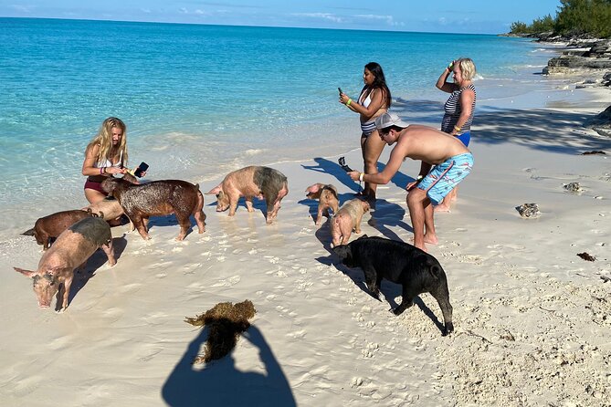 Rose Island Private Beach: Swimming With the Pigs - Activities on the Tour