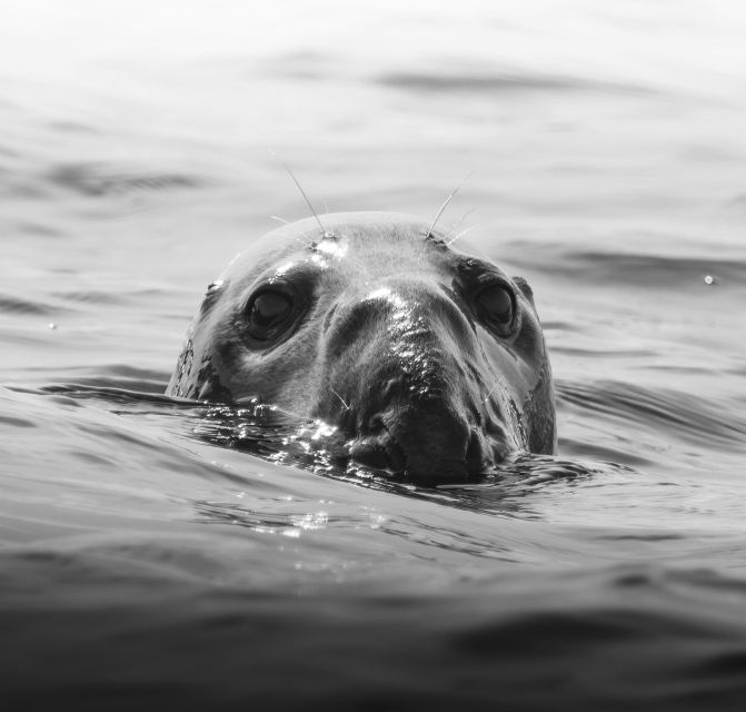 Rounding Cornwall Boat Trip Experience. (Departing Hayle) - Booking Details